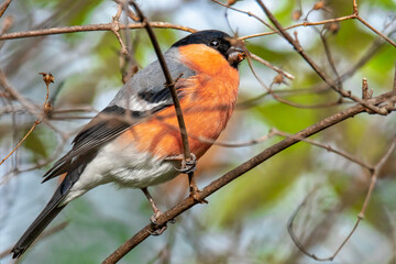Fressender Gimpel im Baum