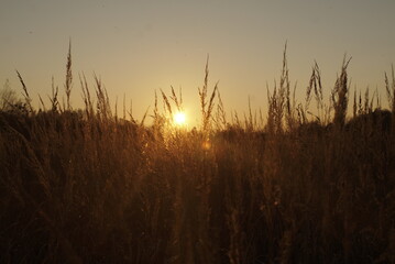 Fototapeta na wymiar dry autumn grass at sunset