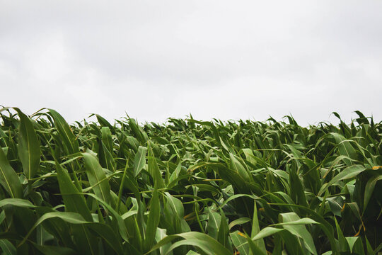 corn field against cloudy sky