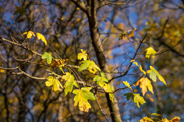 Autumn colors of the forest in the Little Carpathians