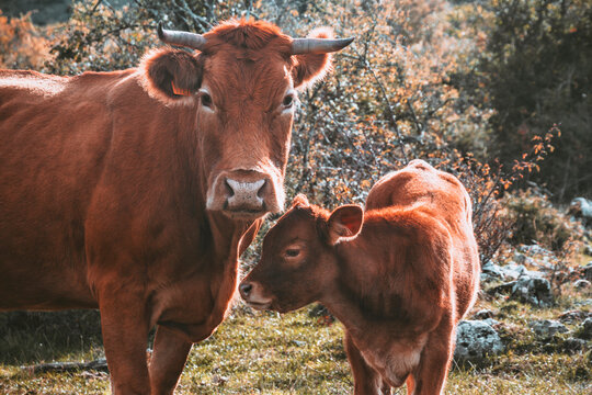 Cow with her calf looking at camera