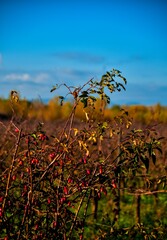 field of poppies