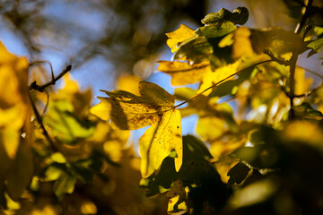 Autumn full of colors. Old vineyard.