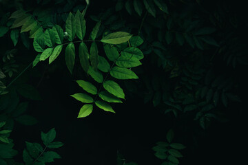 Close up bright green leaves with dark forest leaves background