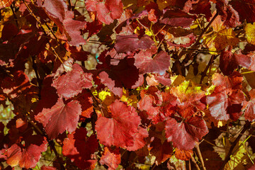 Autumn full of colors. Old vineyard.