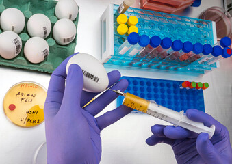 Scientific sampling of eggs in poor condition, analysis of avian influenza in humans, conceptual...