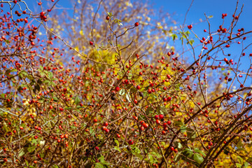 Rosehips and blackthorns - autumn fruits of nature.