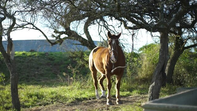 Open shot of a horse under a tree, in slow motion.