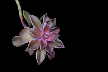 Beautiful Pink Succulent Plant. Milano, Italy