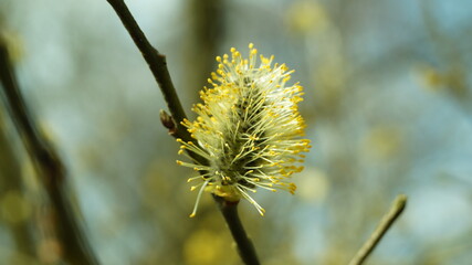 flowers of a willow