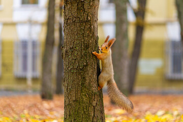 Fluffy beautiful squirrel on a tree trunk among yellow leaves in autumn in a city park
