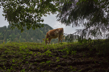Eine Kuh durch Bäume fotografiert