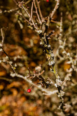 Rosehips and blackthorns - autumn fruits of nature.