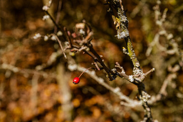 Rosehips and blackthorns - autumn fruits of nature.