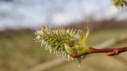 buds of a willow