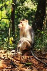 The monkey is sitting on a rock. State Of Goa. India