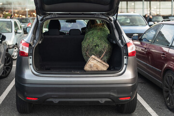 Packaged Christmas tree in a trunk of the car
