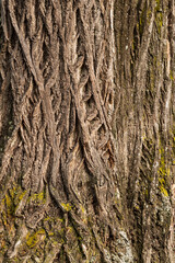 Wooden bark with a flexible pattern