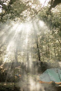 Sun rays breaking trough trees in forest