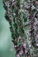 moss on tree