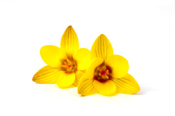 Obraz na płótnie Canvas crocus - one of the first spring flowers