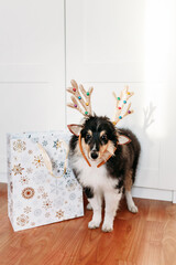 Dog breed sheltie puppy decorated for new year deer horns toy gift bag, Christmas