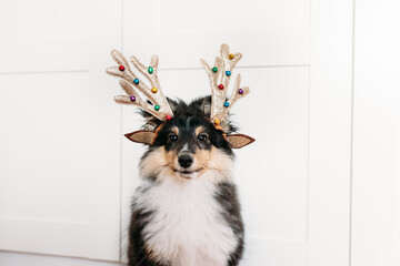 Dog breed shelty puppy decorated for the new year deer horns toy, Christmas, waiting for the holiday, children