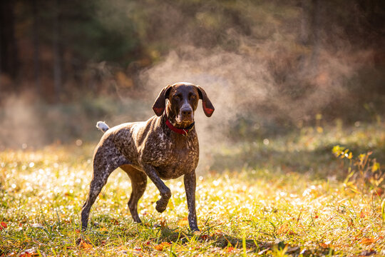 German shorthaired pointer hunting with steam rising on cold morning
