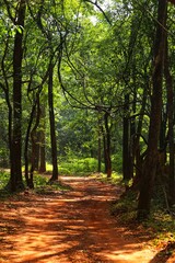 Fototapeta premium Road in the forest. State Of Goa. India