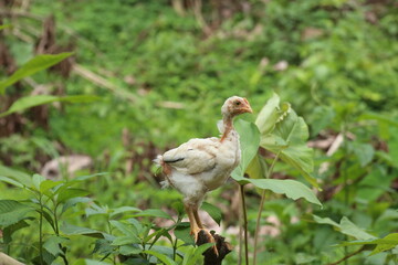 A free ranging chicken that is missing some feathers