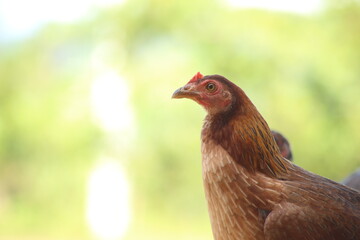 Close up of a large brown colored chicken
