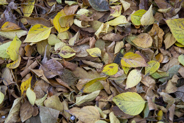 Autumn leaves background.