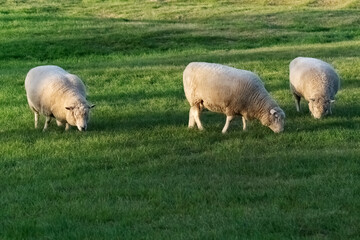 Sheep grazing in sunlight on lush pasture