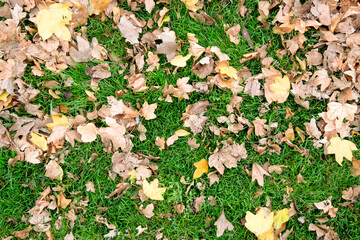 Leaves in grass.