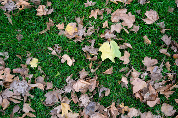 Autumn leaves in the grass