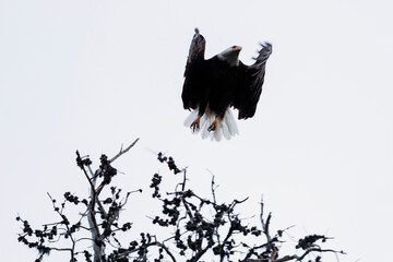 Strong bald eagle with white feathered head taking flight from tree