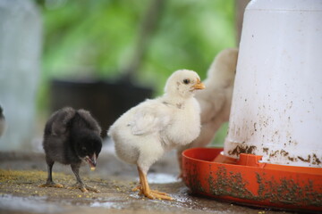 A white colored chick that is drinking water