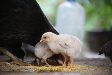 A white colored chick that is eating mais