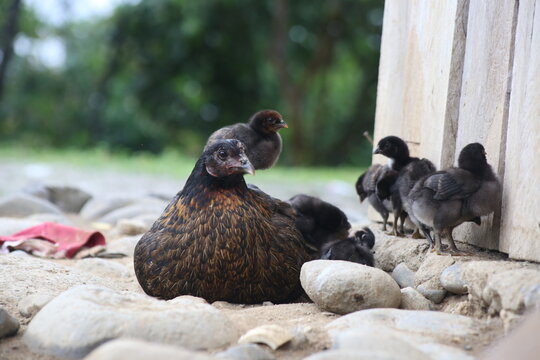 A black and borwn colored chicken sitting on the ground and surrounded by her black colored chicks