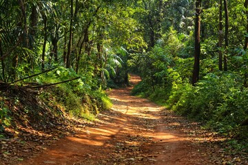 Road in the forest. State Of Goa. India