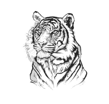 Vector sketch of a tiger's face.