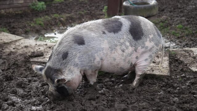 Big spotted pig wandering around the mud on a farmyard