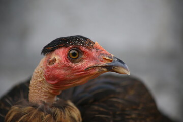 Close up of a black chicken with a red head