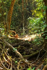 Jungle. State Of Goa. India