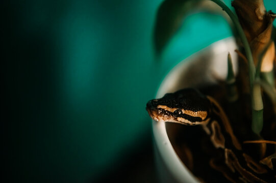 Ball Python hanging out in plant