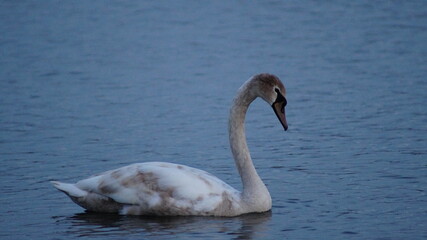 swan on the lake