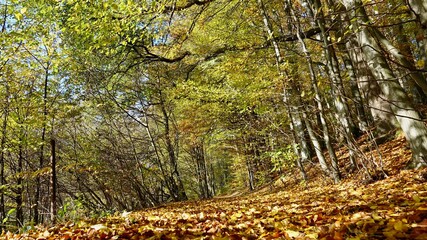Herbstlicher Wald im Sonnenlicht