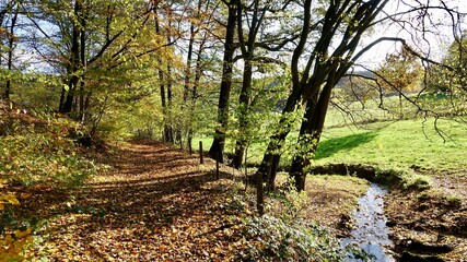 Herbstlicher Wald im Sonnenlicht