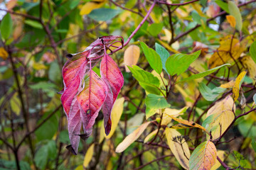 Red leaves background.