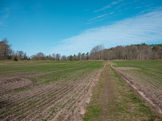 Fototapeta na wymiar Newly sown field in early spring. Plants are starting to grow and a path divides the field and goes into the distance